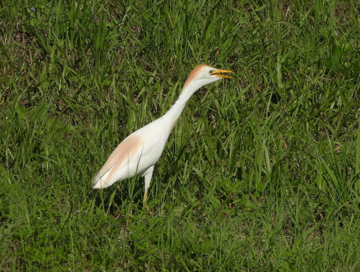 Western Cattle-Egret - ML621263245