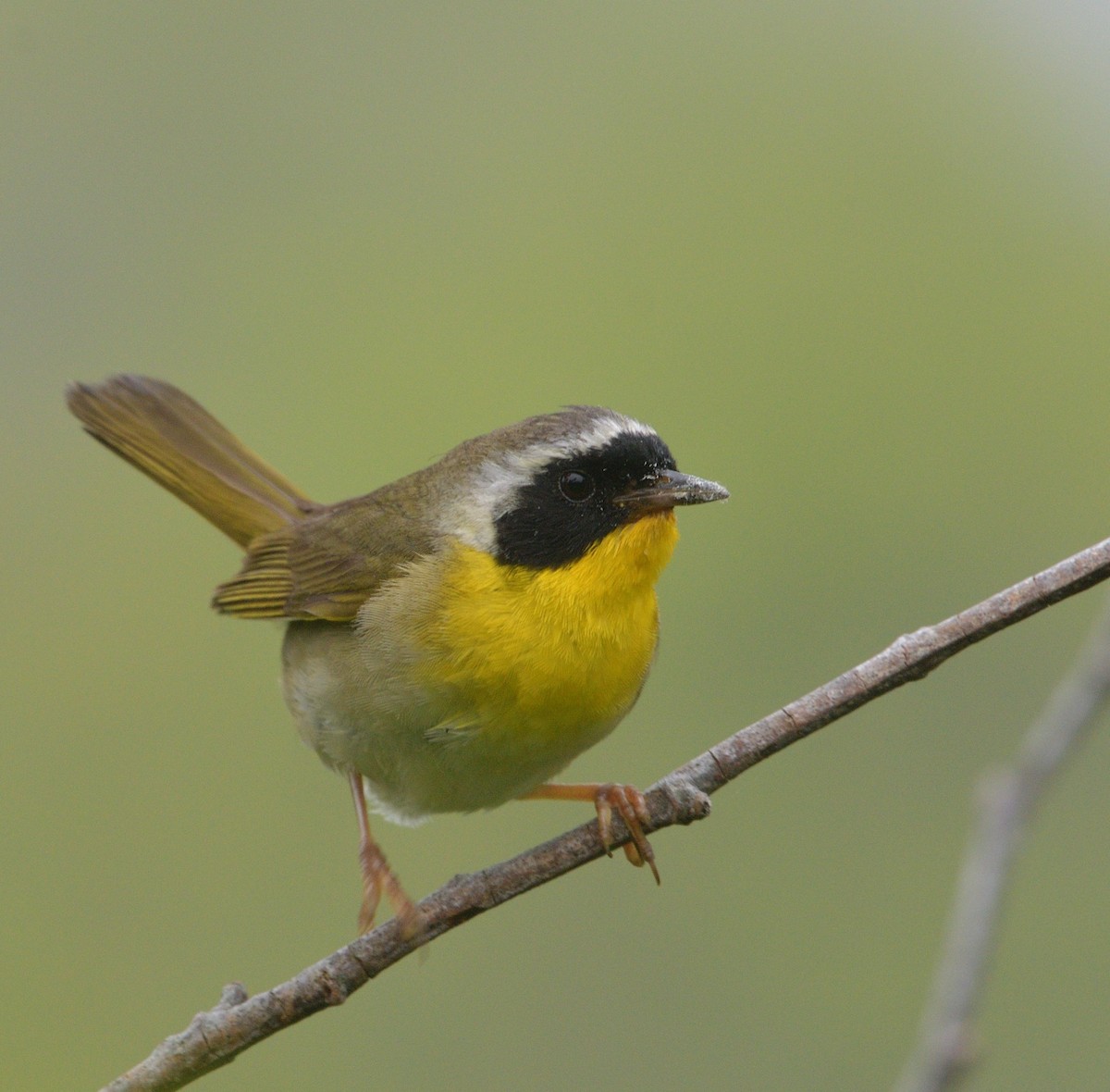 Paruline masquée - ML621263295