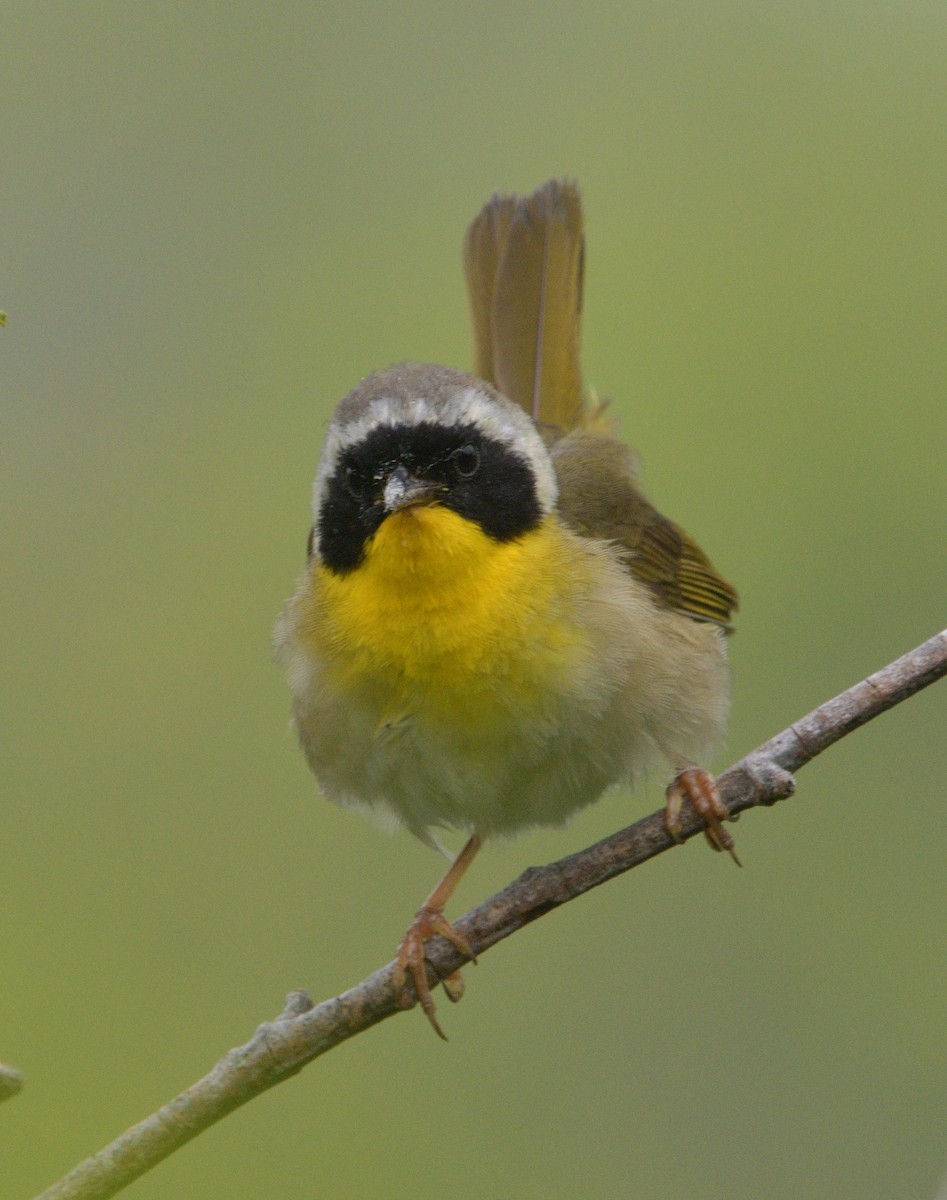 Common Yellowthroat - ML621263296