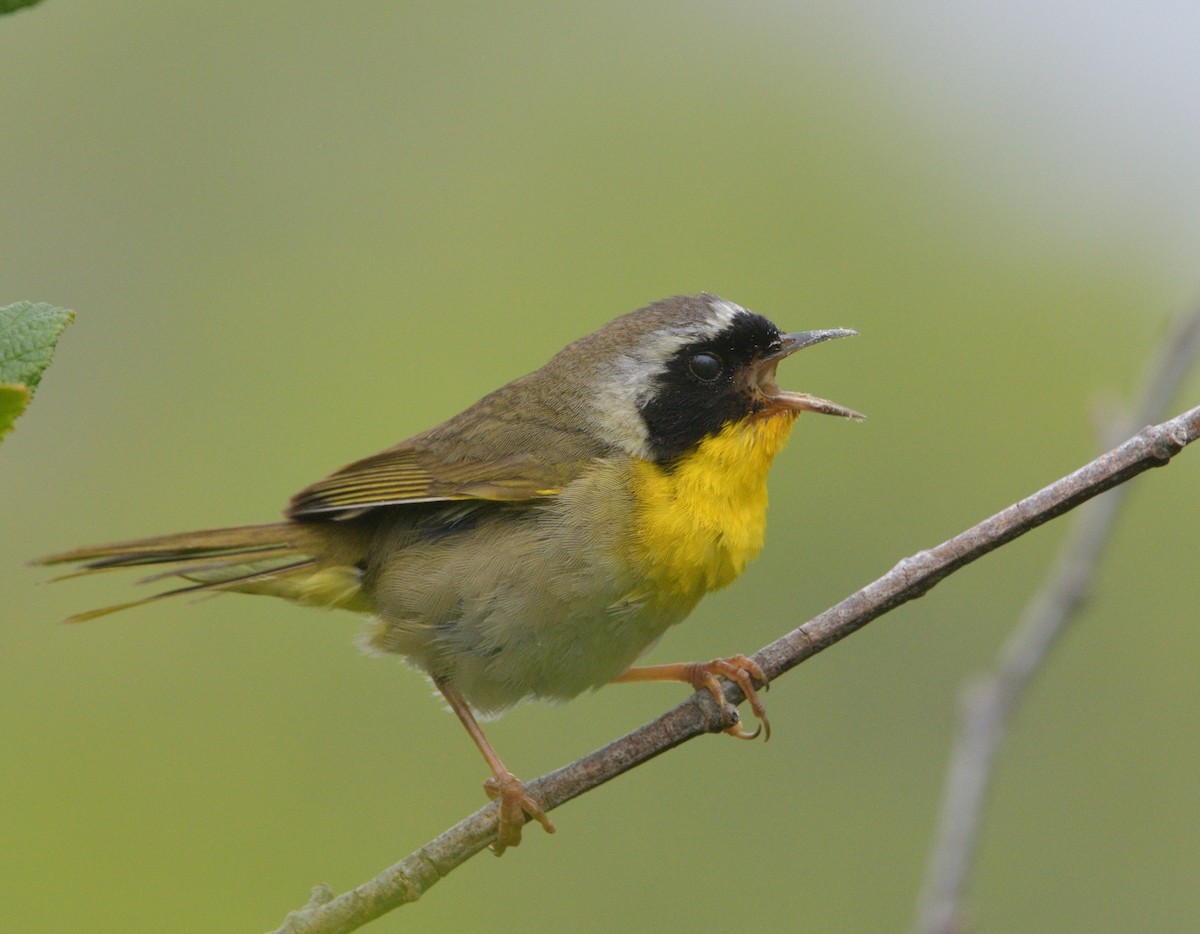 Common Yellowthroat - ML621263297