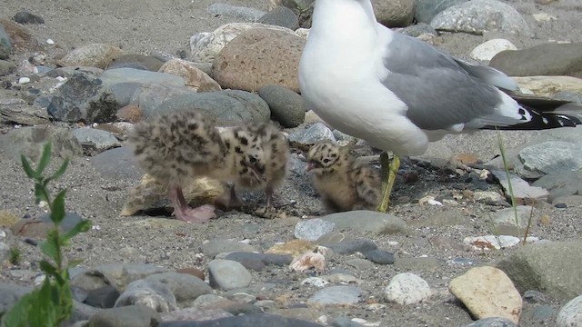 Short-billed Gull - ML621263308