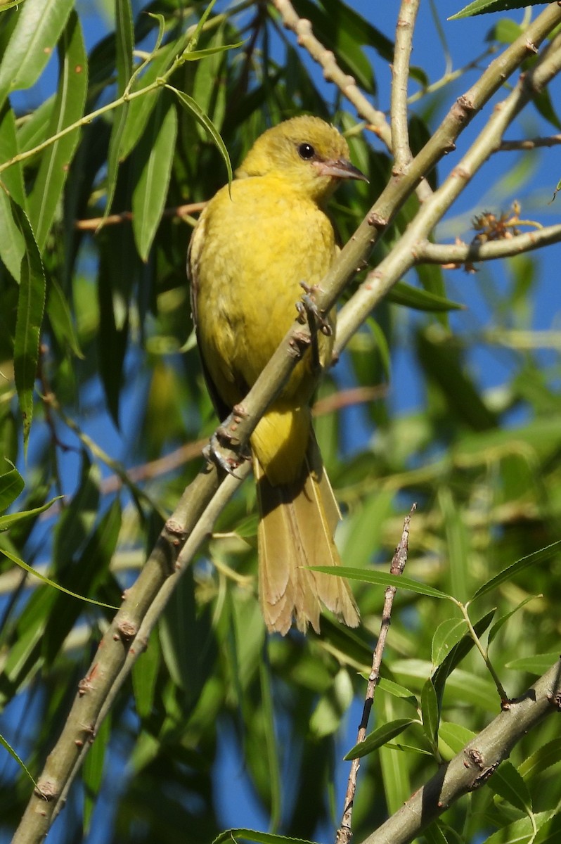 Orchard Oriole - ML621263472