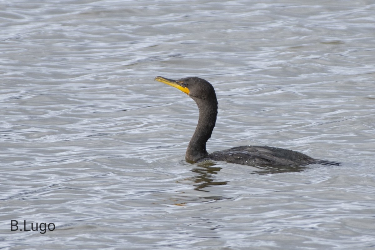 Neotropic Cormorant - ML621263603