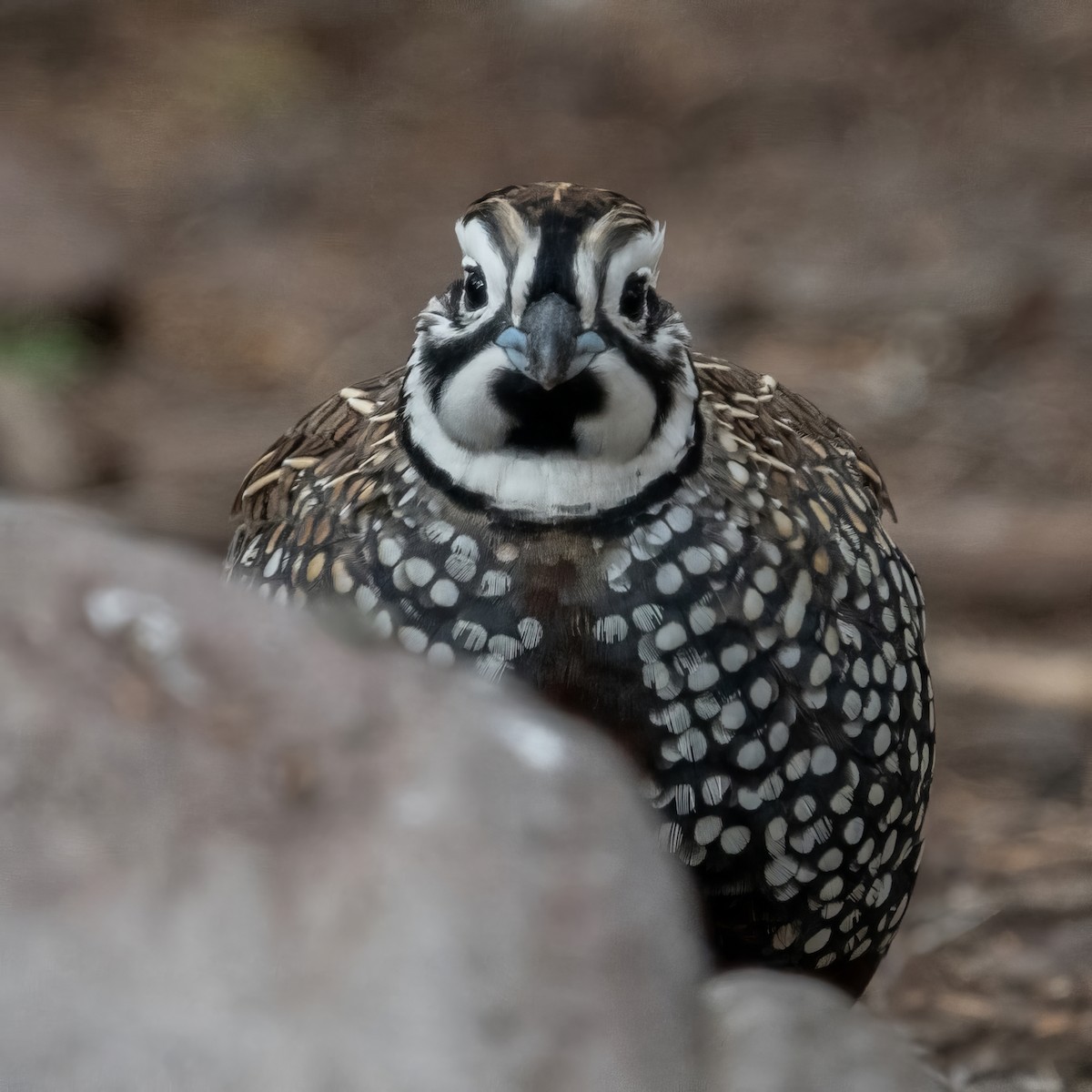 Montezuma Quail - ML621263694