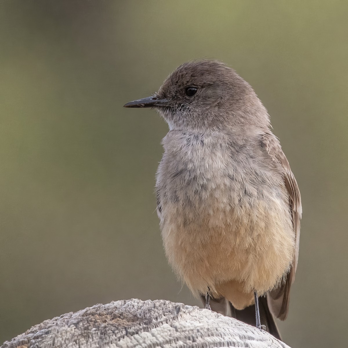 Say's Phoebe - ML621263703