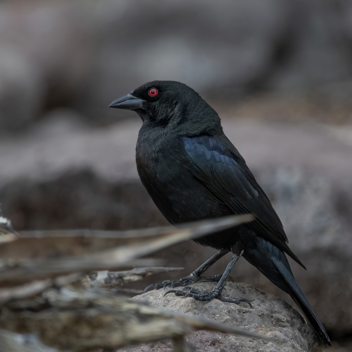 Bronzed Cowbird - ML621263725