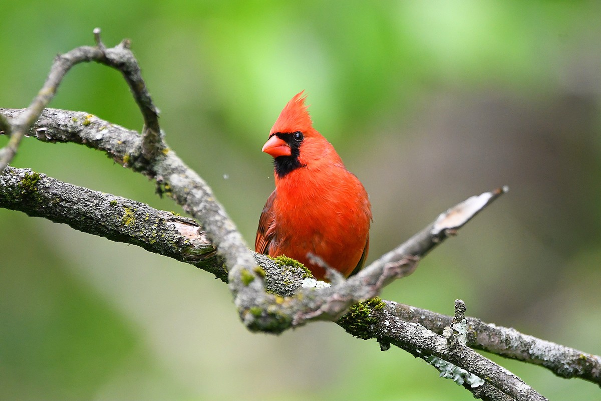 Northern Cardinal - ML621263913