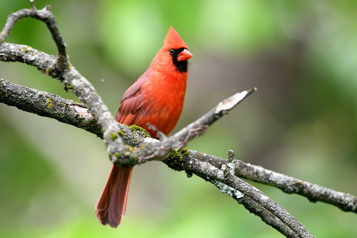 Cardenal Norteño - ML621263914