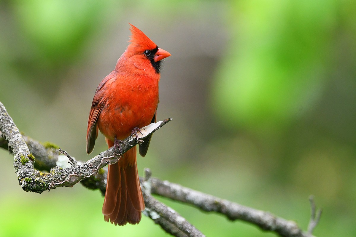 Northern Cardinal - ML621263916