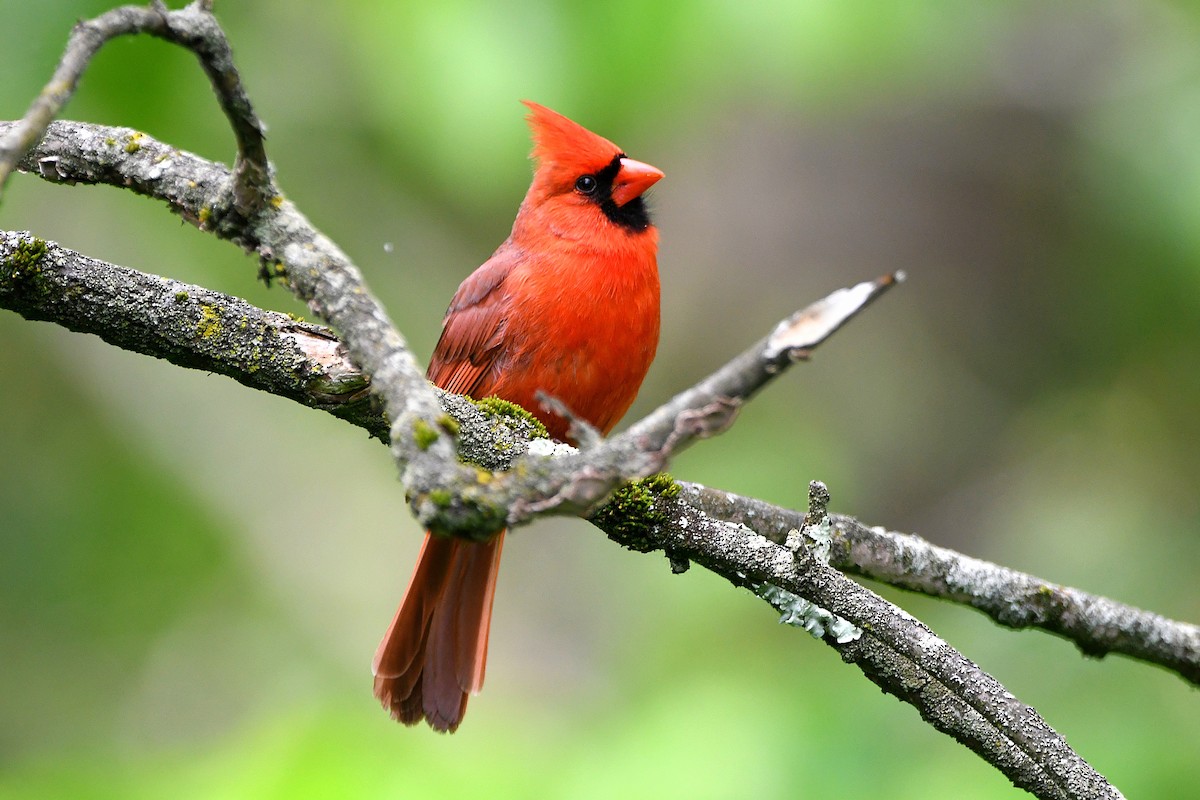 Cardenal Norteño - ML621263918