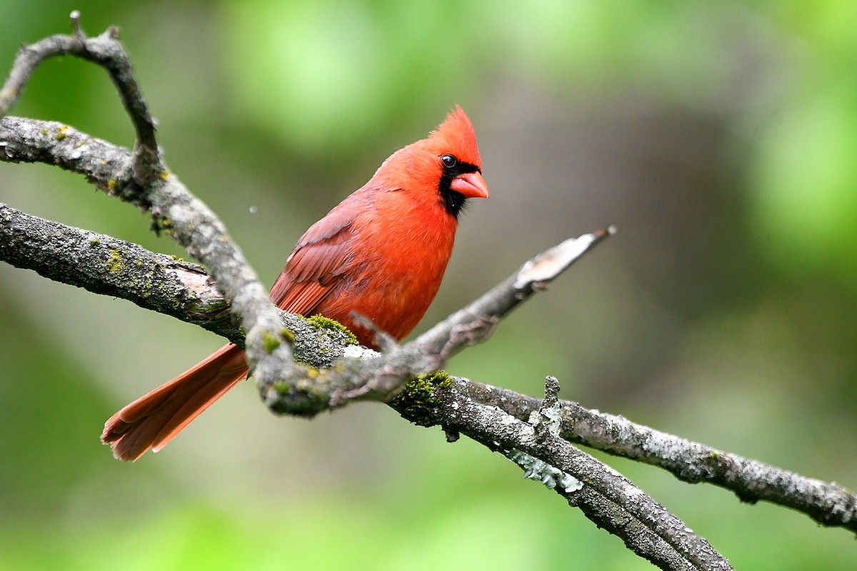 Northern Cardinal - ML621263919