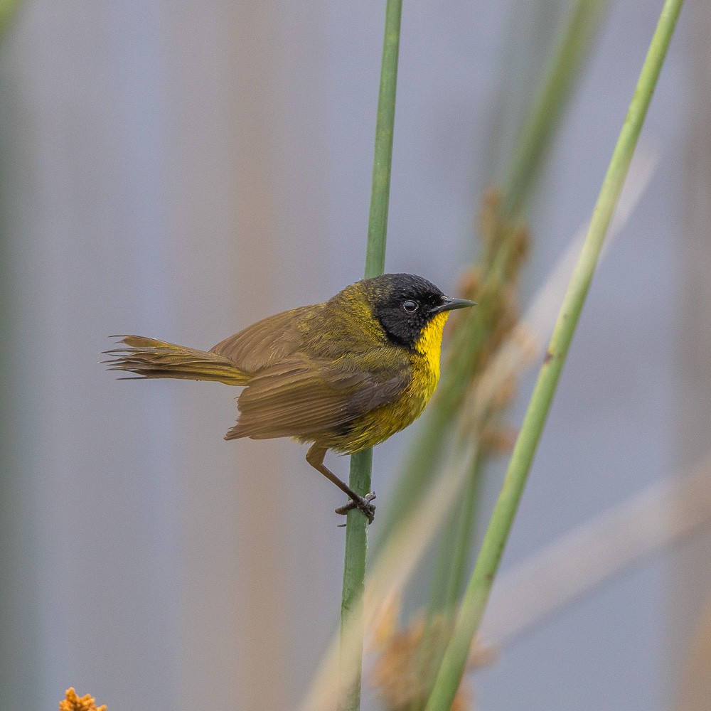 Black-polled Yellowthroat - David Valladares A