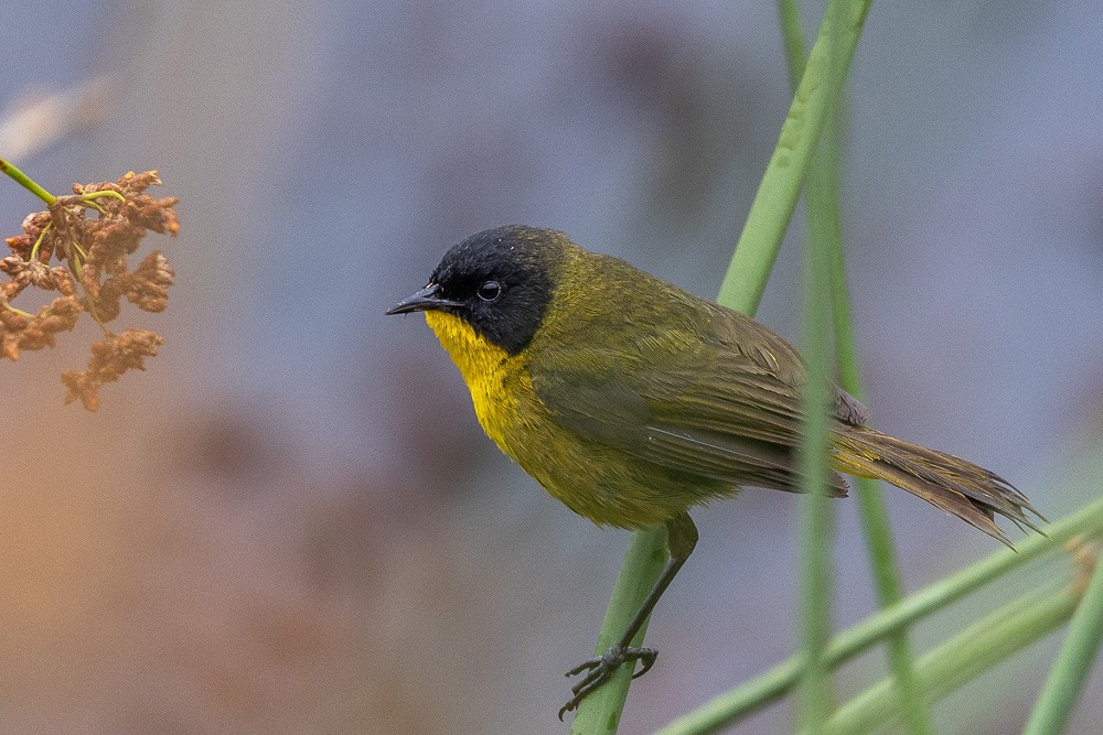 Black-polled Yellowthroat - ML621263932