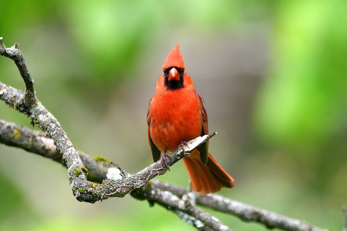 Northern Cardinal - ML621263934