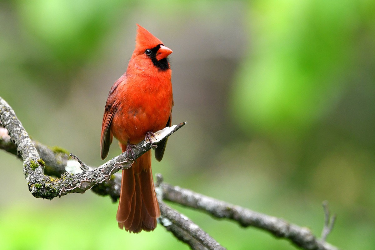 Northern Cardinal - ML621263935