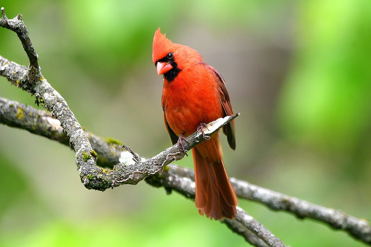 Northern Cardinal - ML621263936