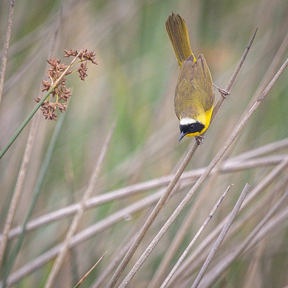 Common Yellowthroat - ML621263941