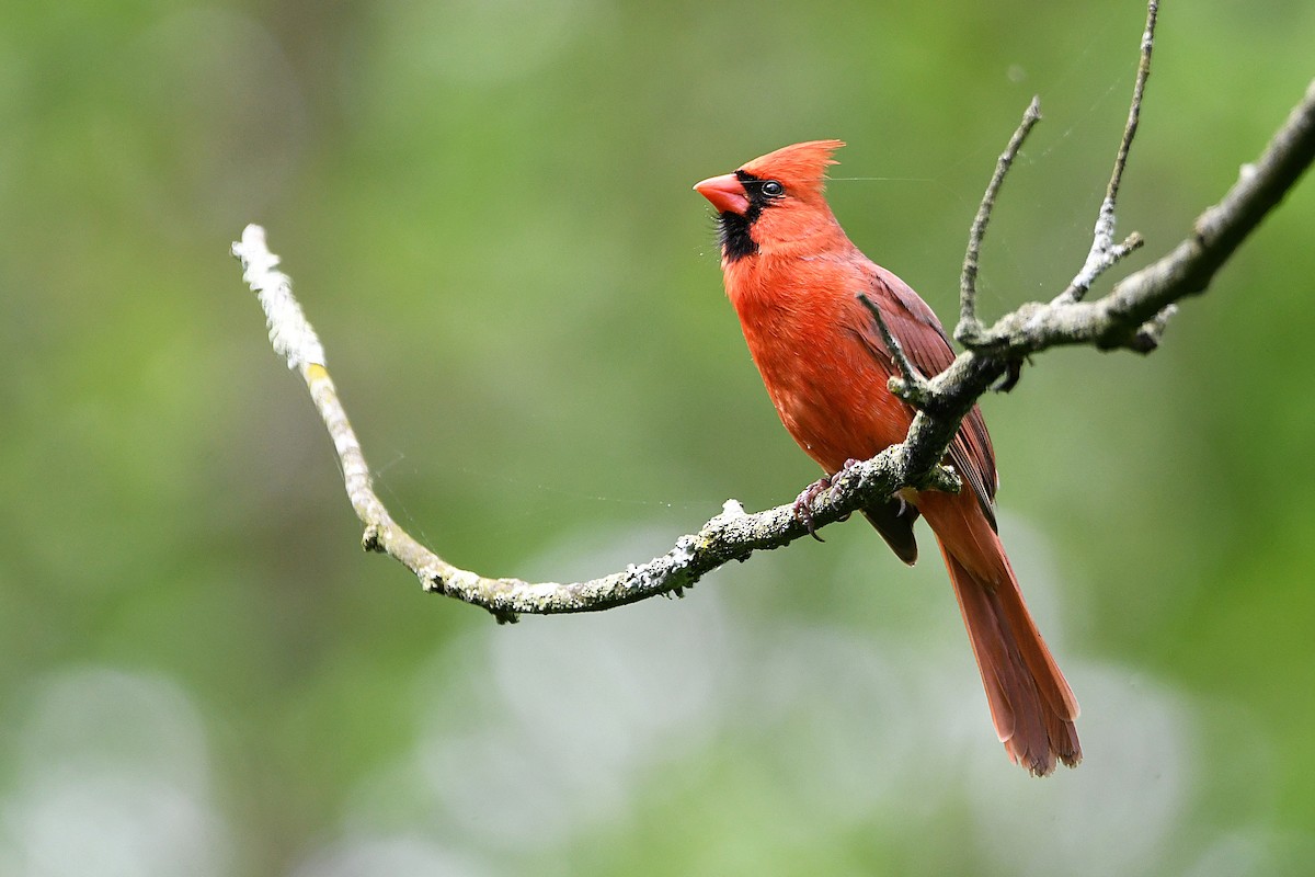 Northern Cardinal - ML621263956