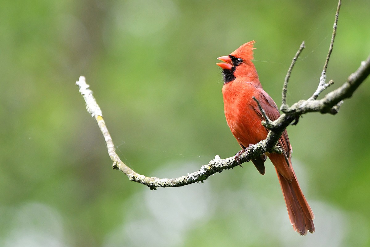 Cardinal rouge - ML621263957