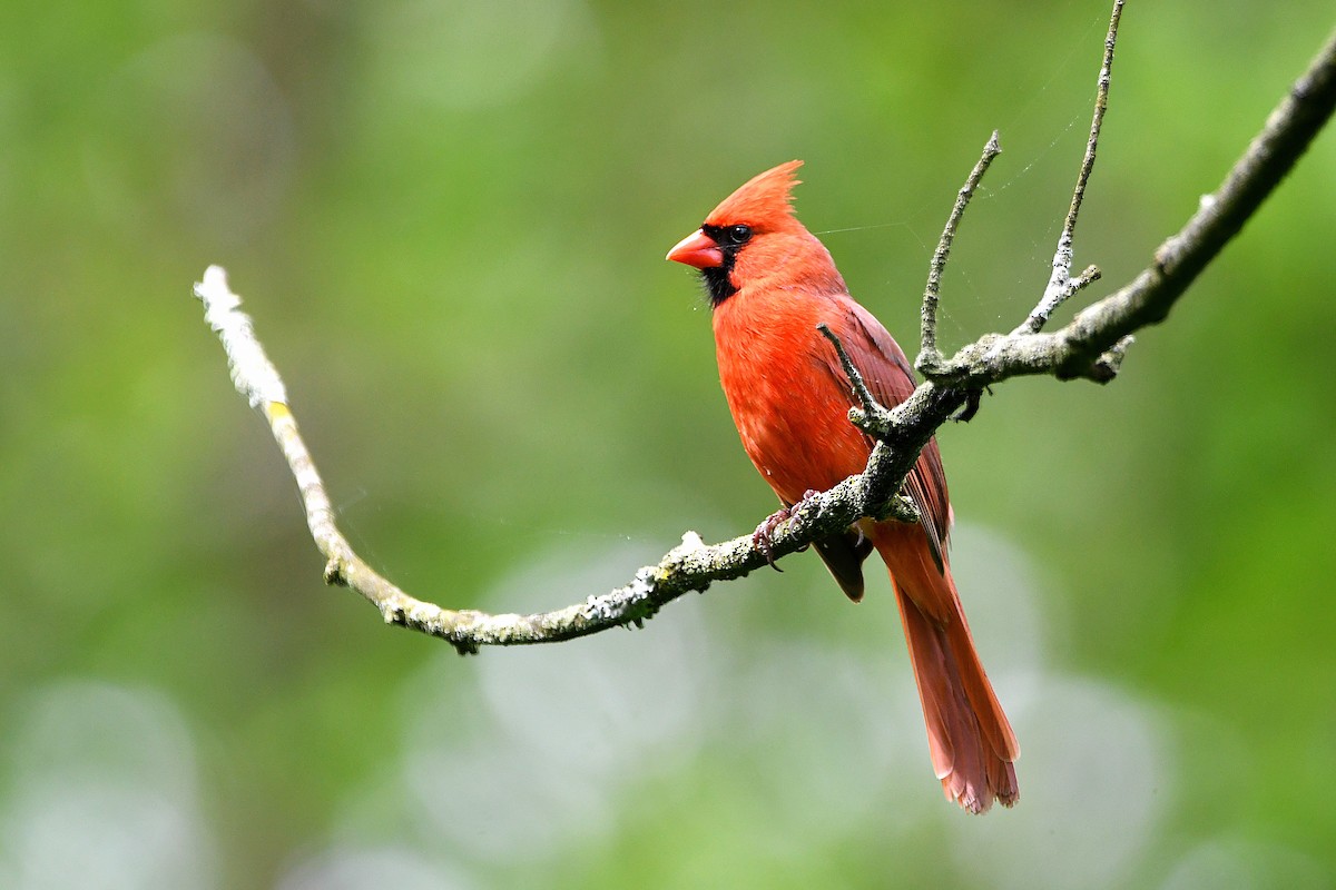 Northern Cardinal - ML621263958