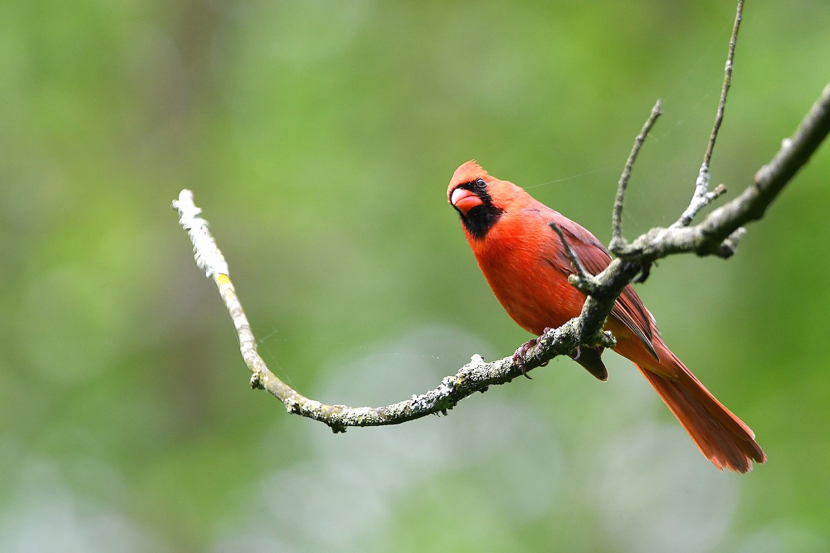 Cardinal rouge - ML621263959