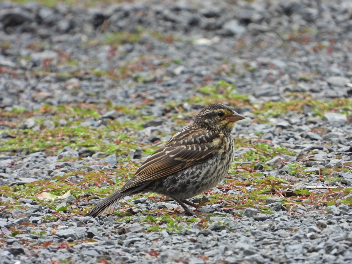 Red-winged Blackbird - ML621263961