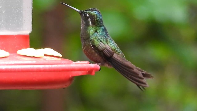 Colibri à gorge pourprée - ML621263971