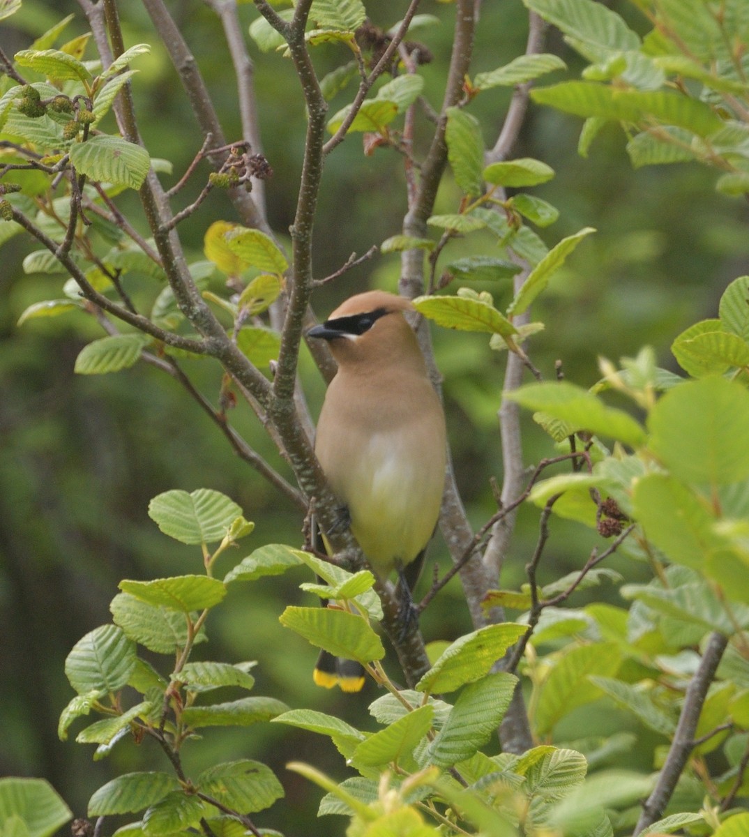 Cedar Waxwing - ML621264012