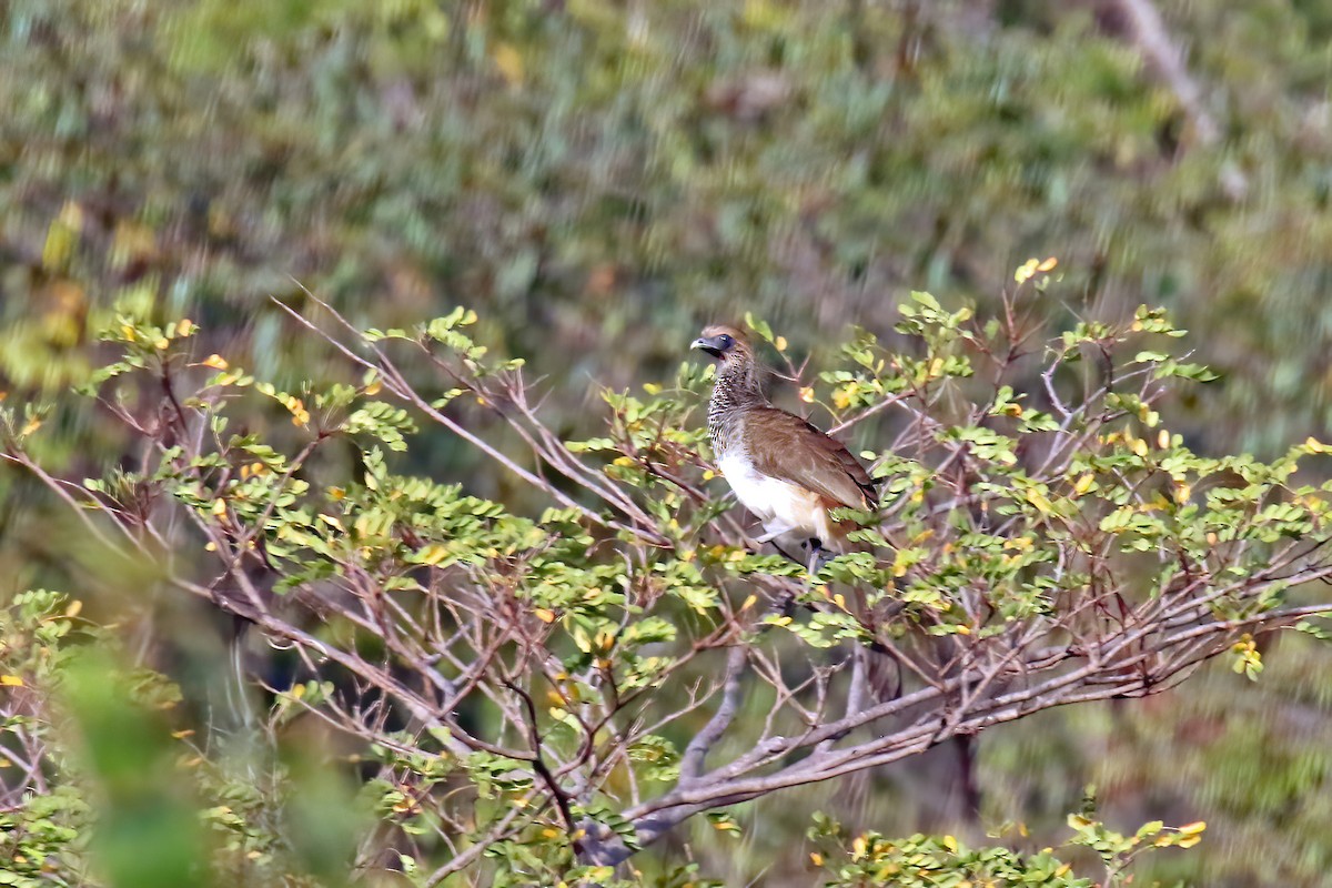 East Brazilian Chachalaca - ML621264037