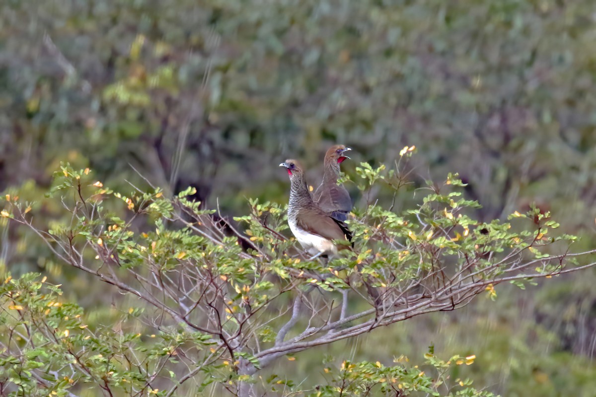 Chachalaca Oriental - ML621264038