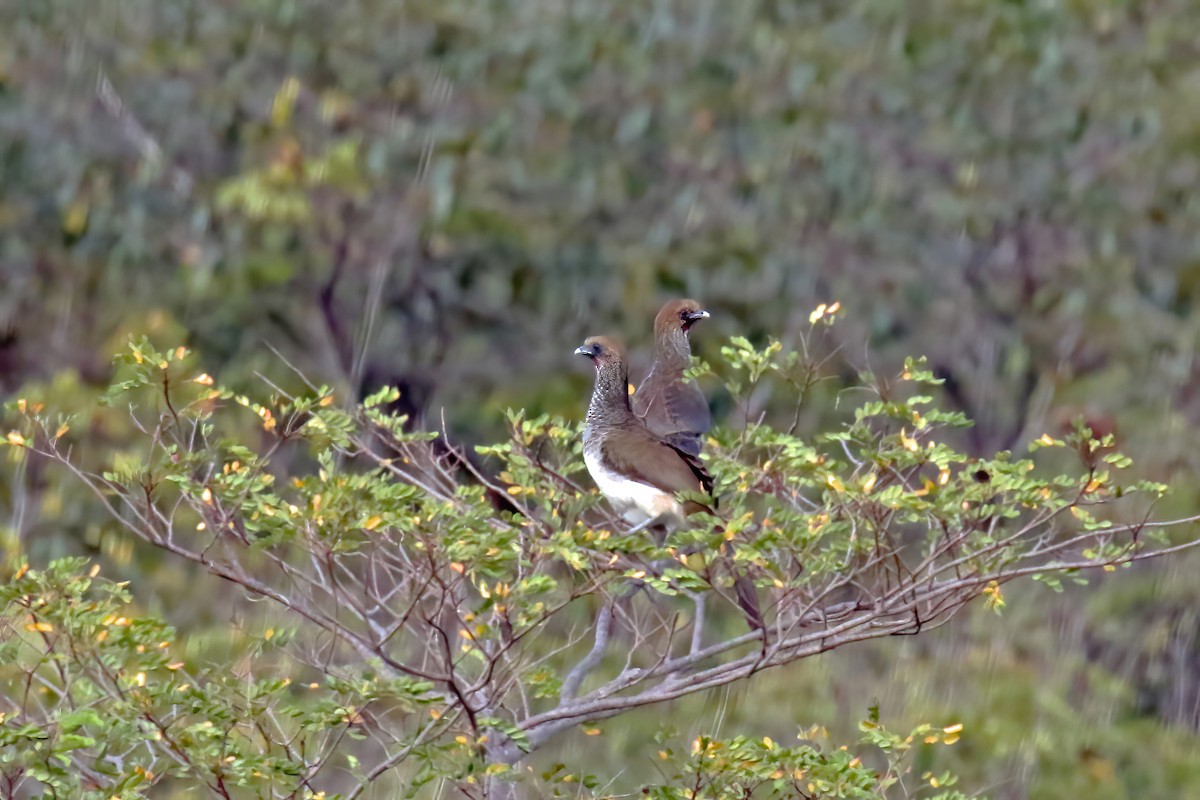 Chachalaca Oriental - ML621264039