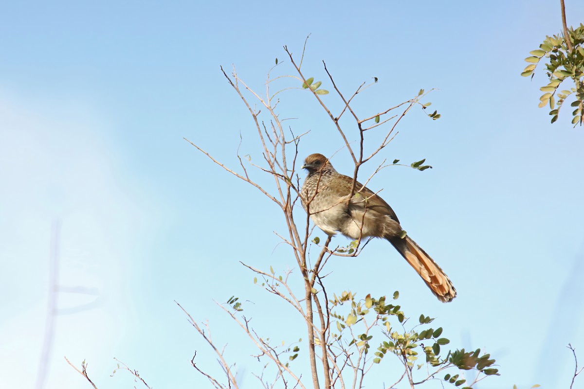 East Brazilian Chachalaca - David Lang