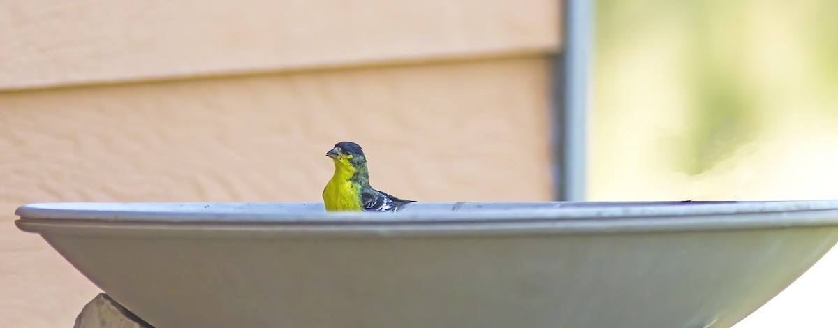 Lesser Goldfinch - ML621264043