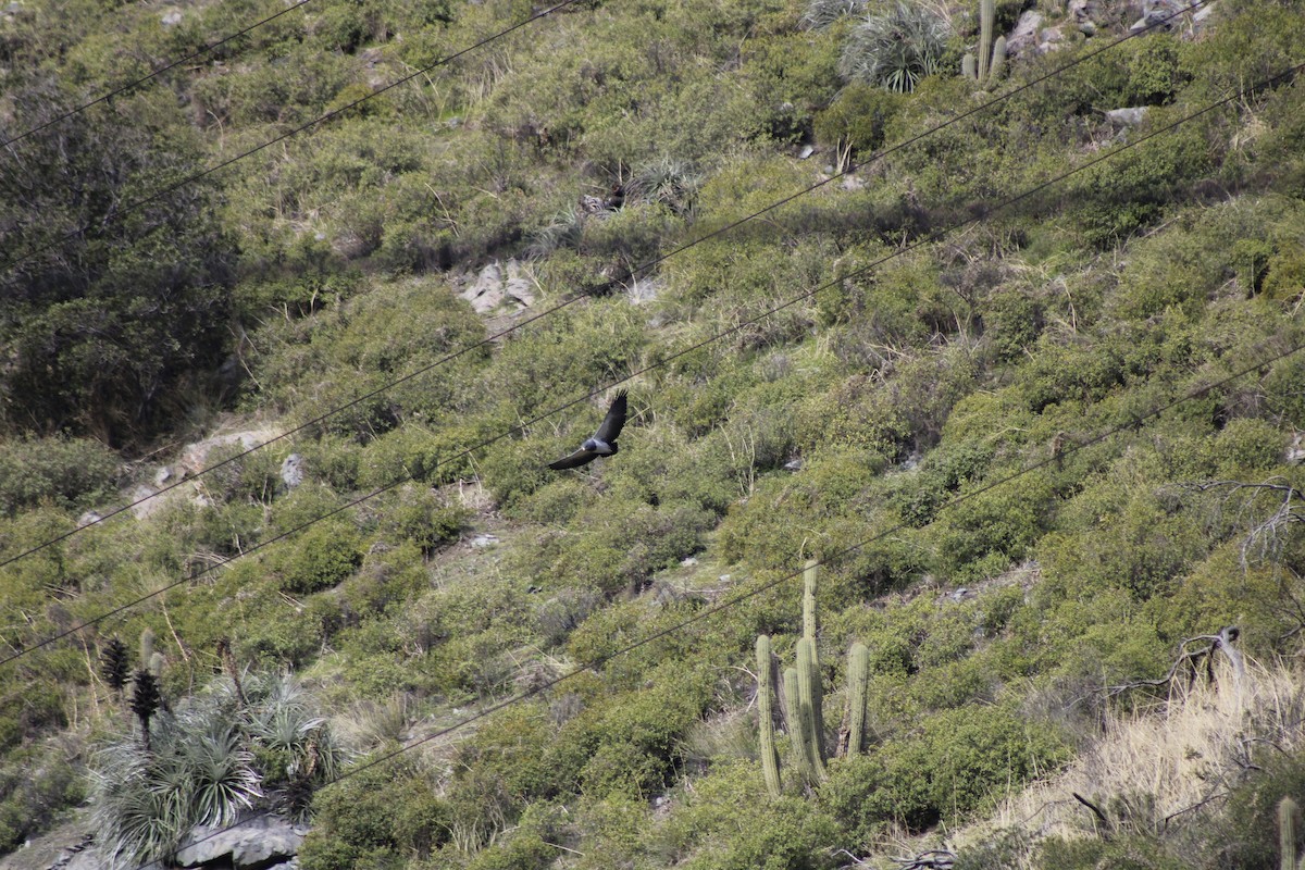 Black-chested Buzzard-Eagle - ML621264098