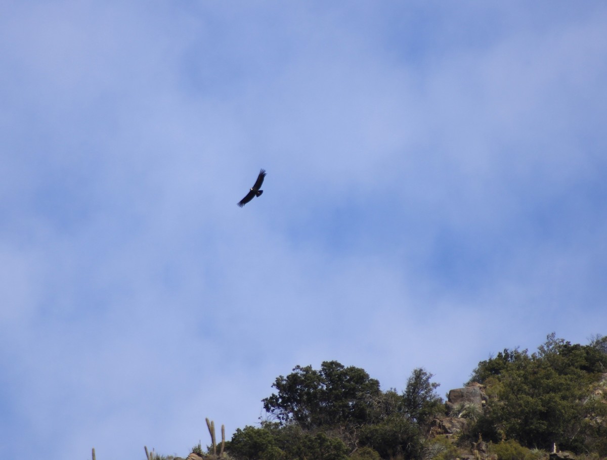 Andean Condor - ML621264137