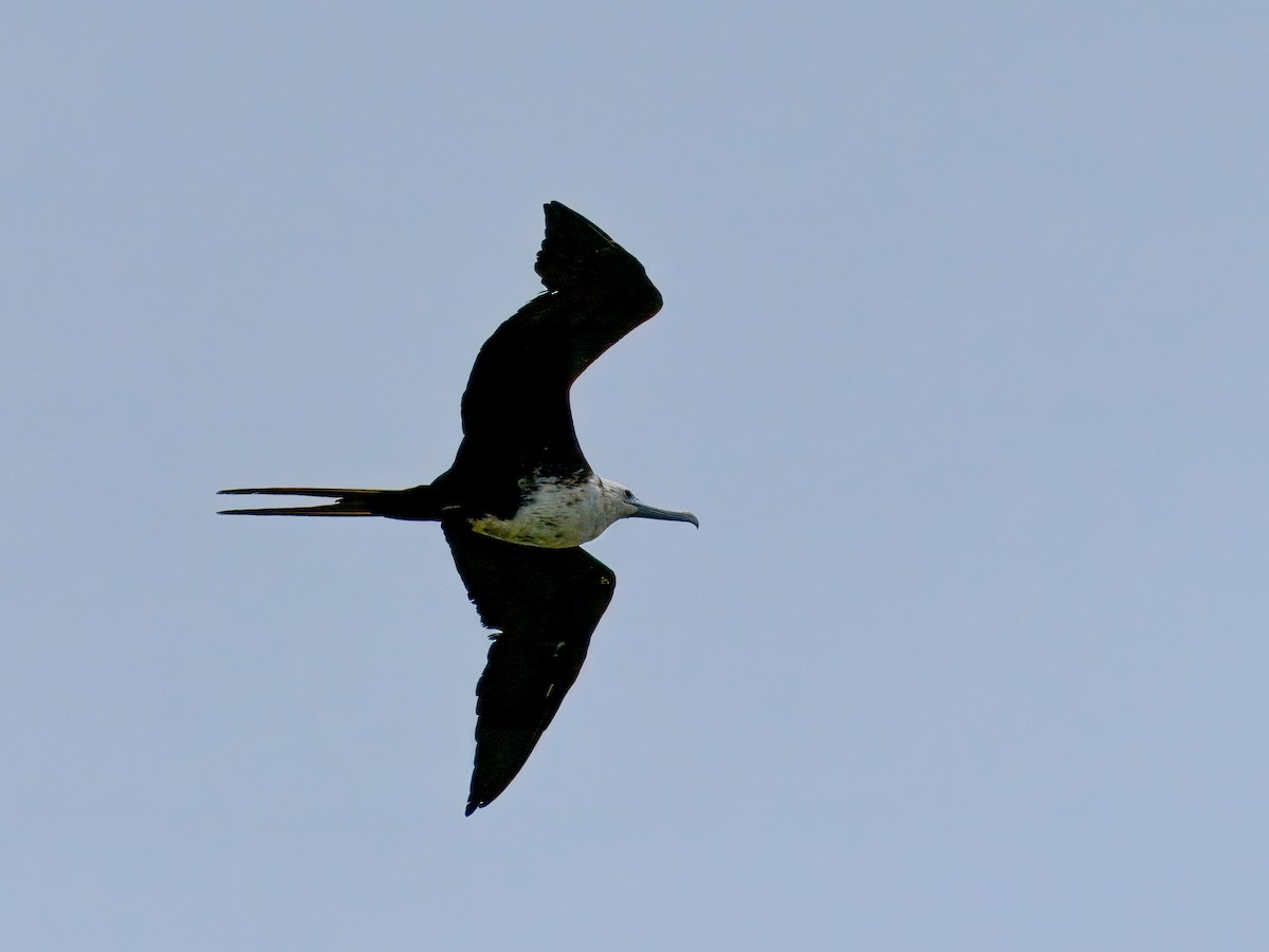 Magnificent Frigatebird - ML621264208