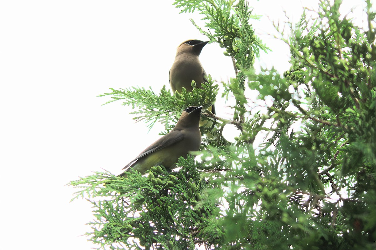 Cedar Waxwing - ML621264244