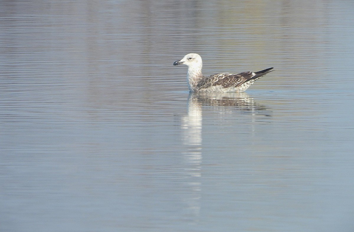 Kelp Gull - ML621264492