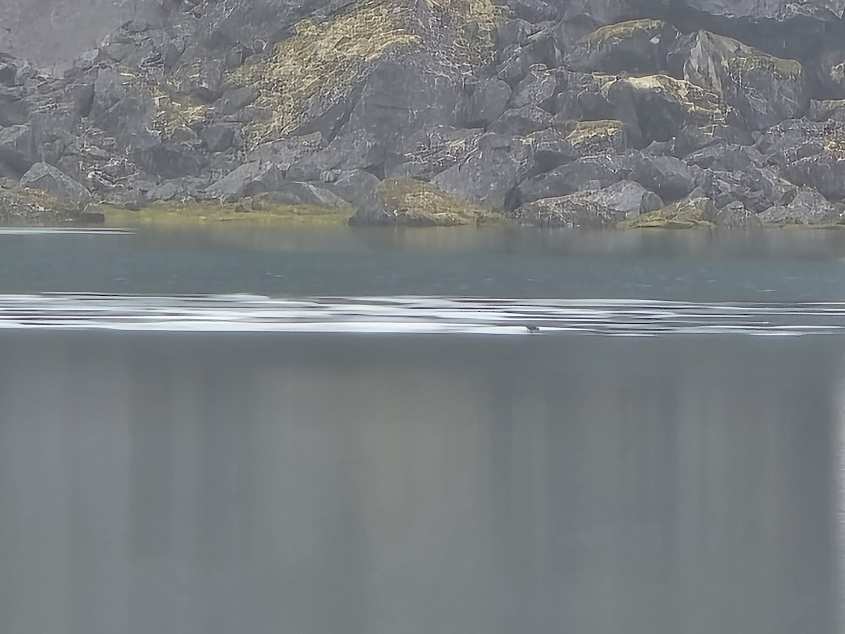 Black Turnstone - ML621264518