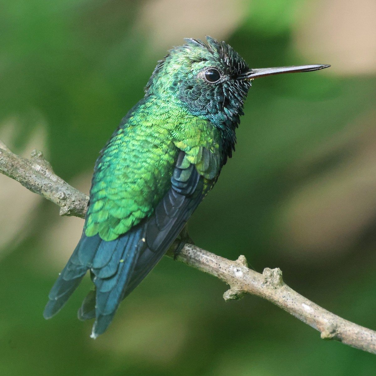 Red-billed Emerald - ML621264523