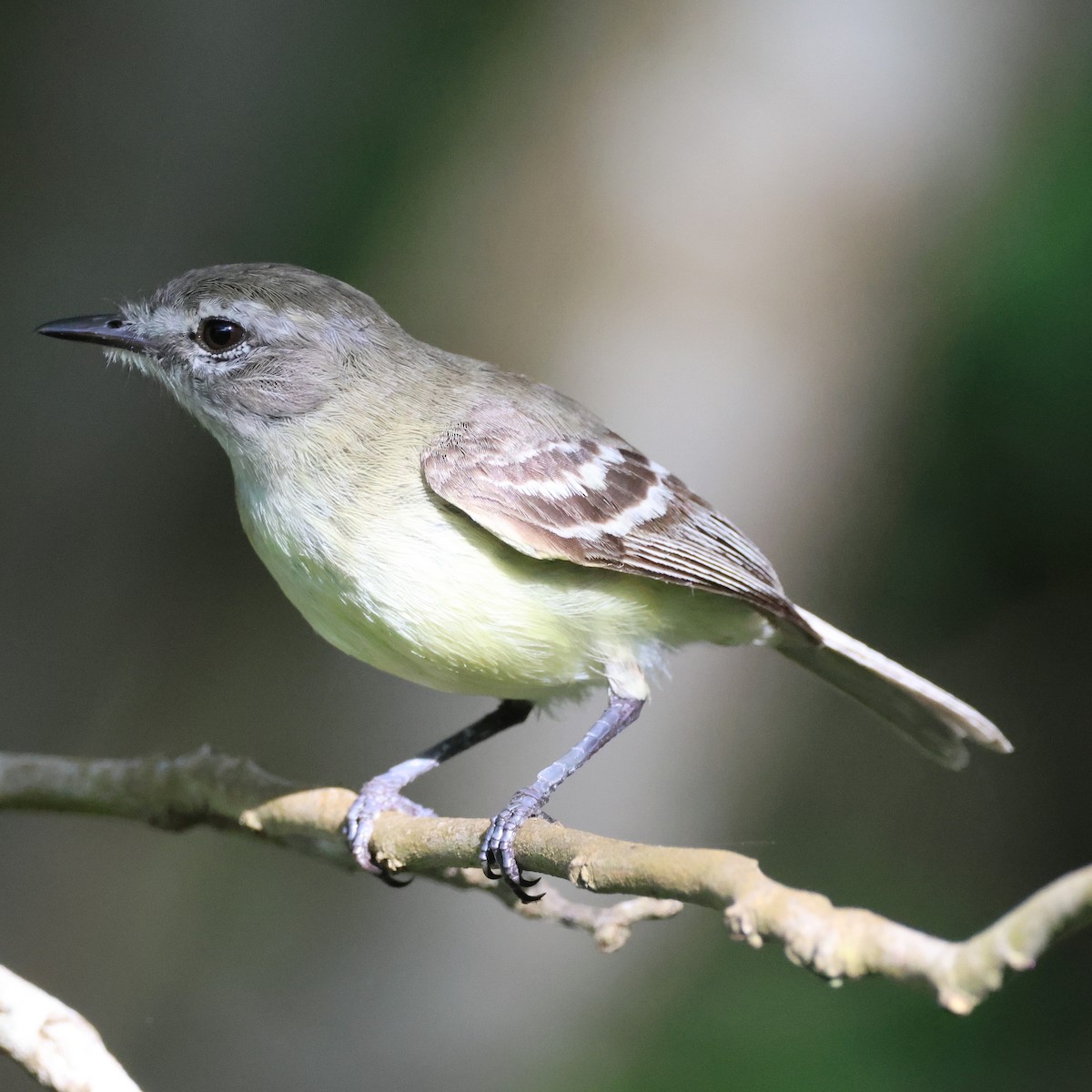 Slender-billed Tyrannulet - Jorge Alcalá