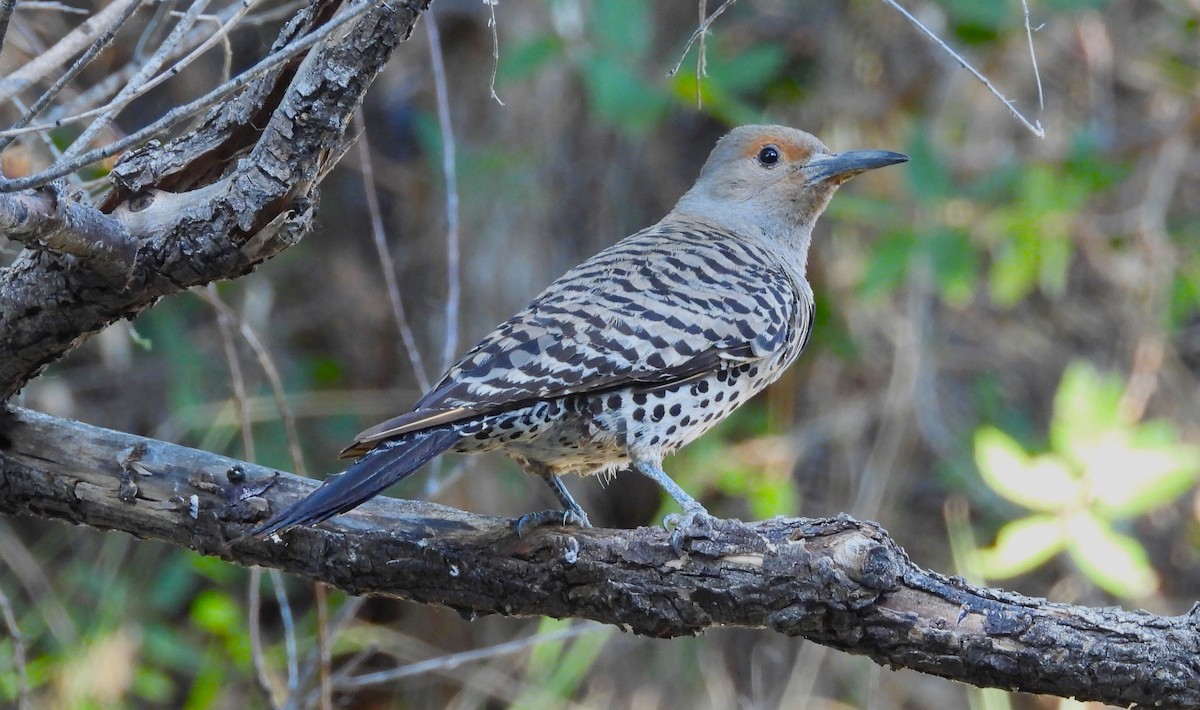 Northern Flicker - ML621264576