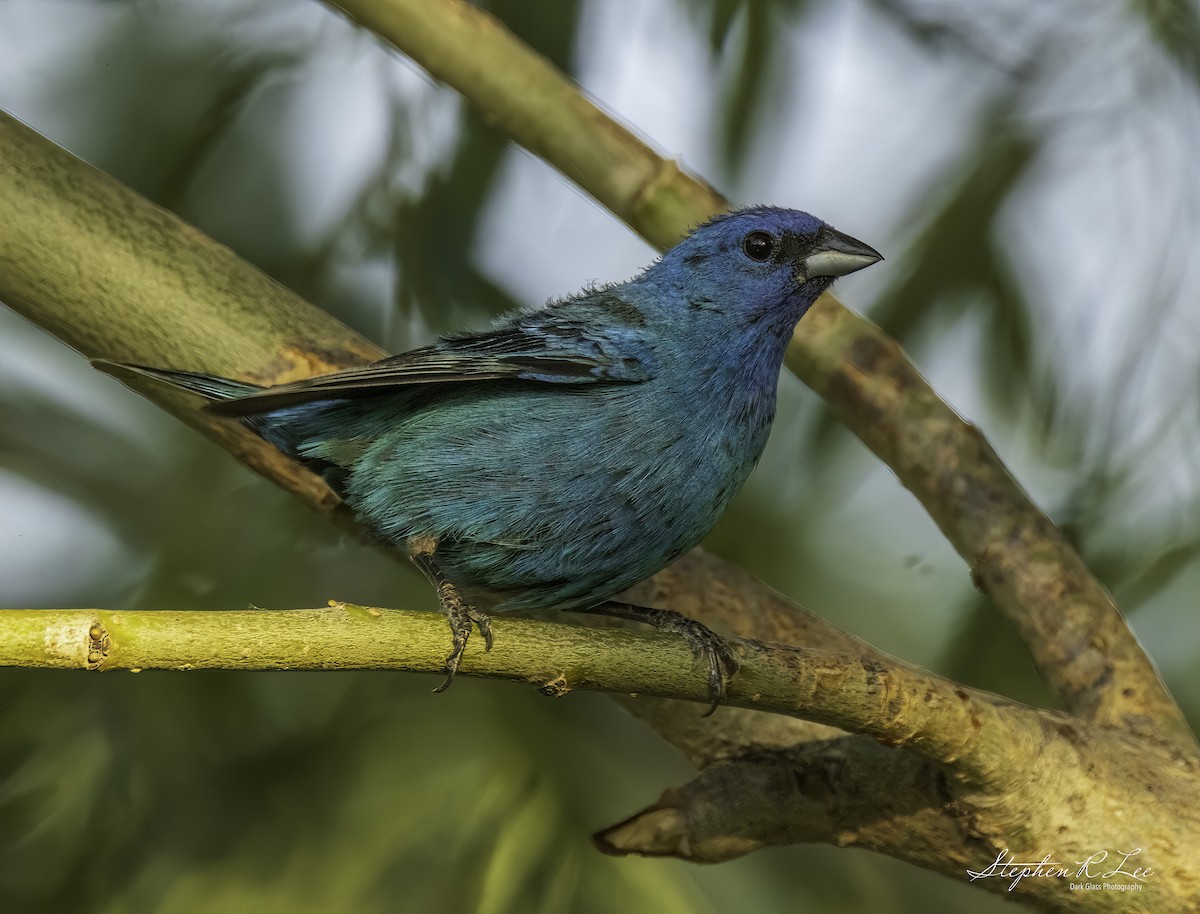 Indigo Bunting - ML621264591