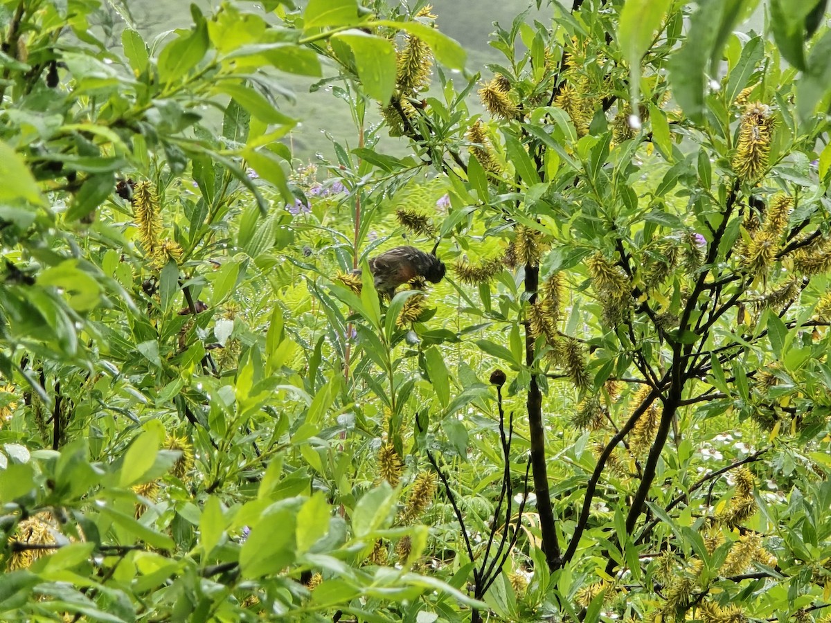 Redpoll (Common) - ML621264599