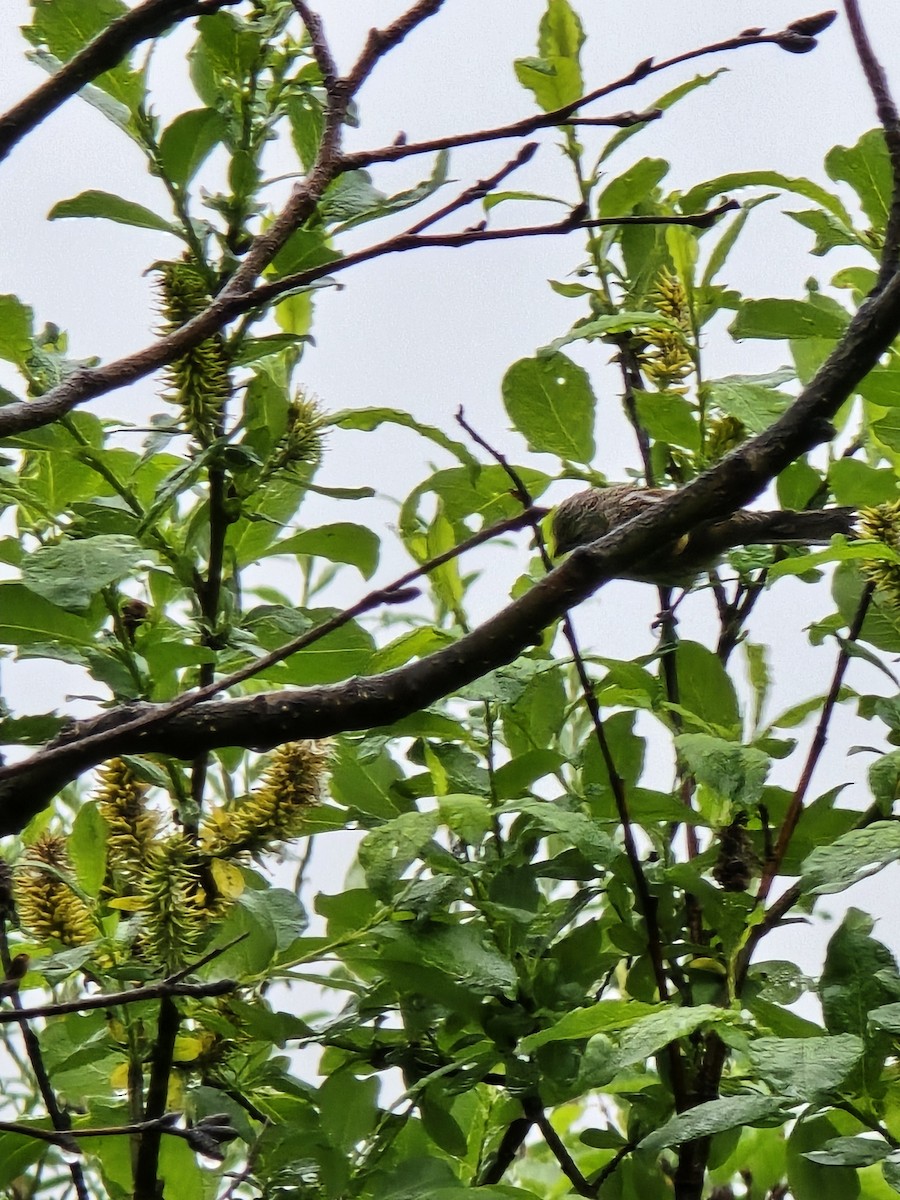 Pine Siskin - ML621264613