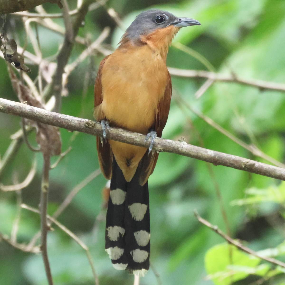 Gray-capped Cuckoo - ML621264616