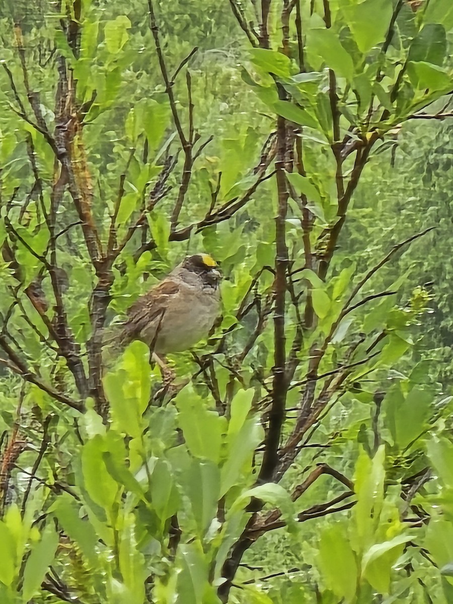 Bruant à couronne dorée - ML621264652