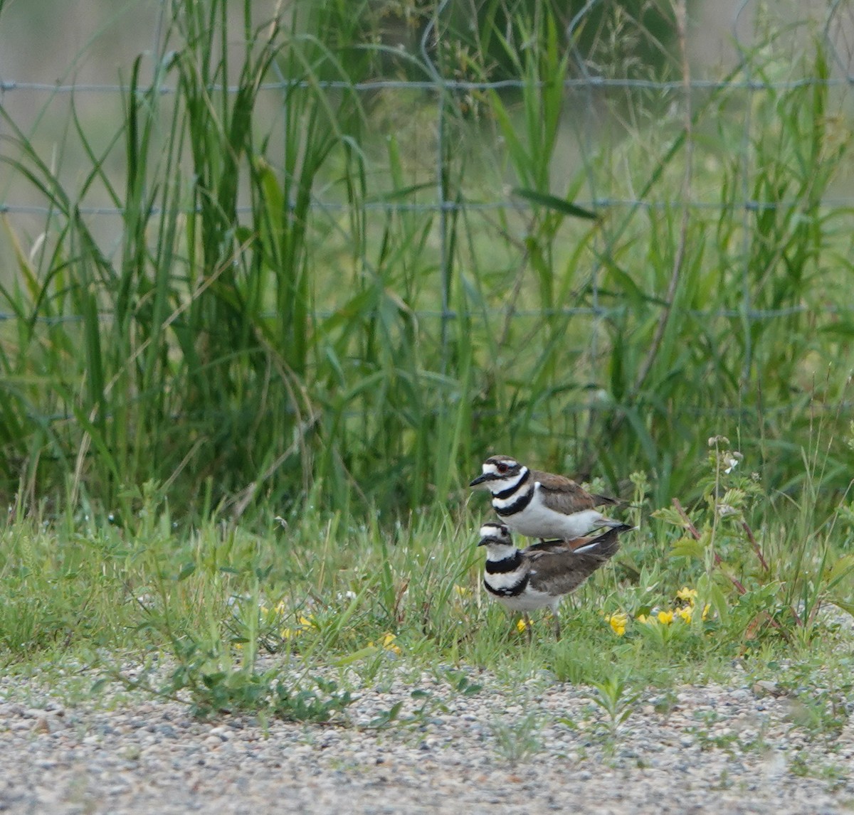 Killdeer - ML621264714