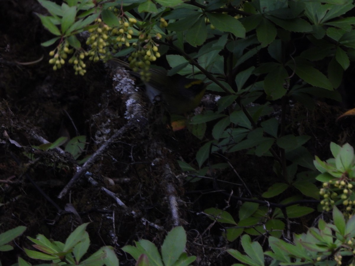 Black-faced Warbler - ML621264718