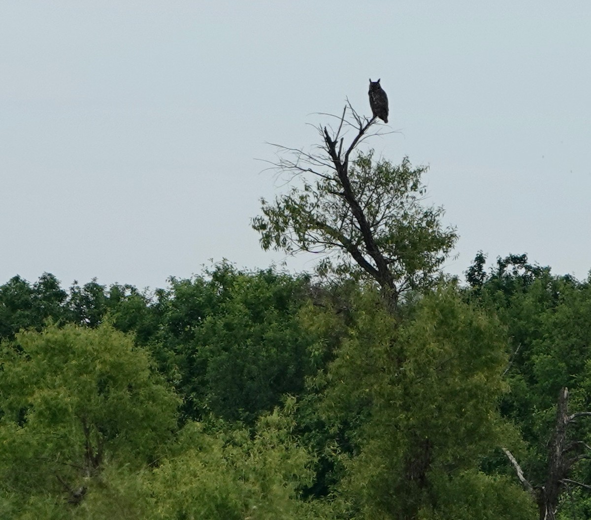 Great Horned Owl - ML621264728